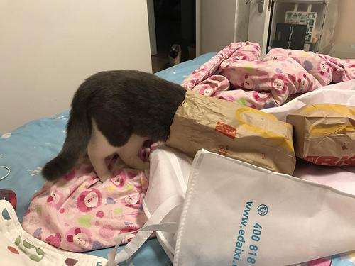 绝育后半个月没尿床,突然又开始尿床了 什么鬼?为什么後这样?