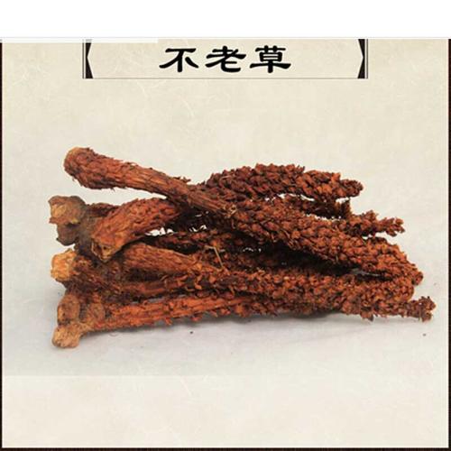 伟博 新货不老草草苁蓉回春草顶天柱虎鞭草列当硬劲草