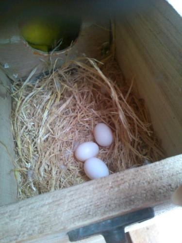 鹦鹉蛋长什么样图片