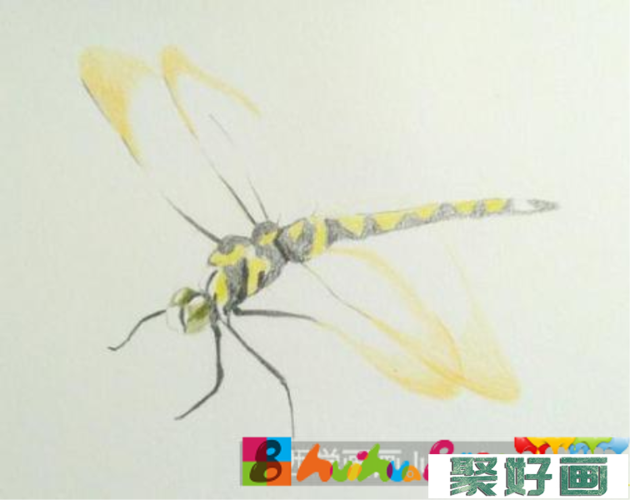 彩铅画蜻蜓步骤教程