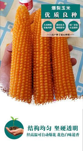 爆爆花玉米的种子爆米花用爆裂小玉米种籽孑爆米花玉米种子批发