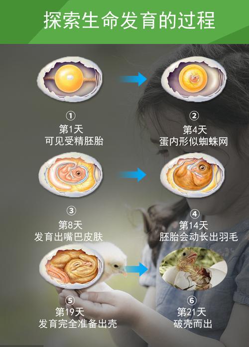 菁影居 孵化器家用小型孵蛋器孵化机孵化箱小鸡孵化器半自动孵蛋机 20