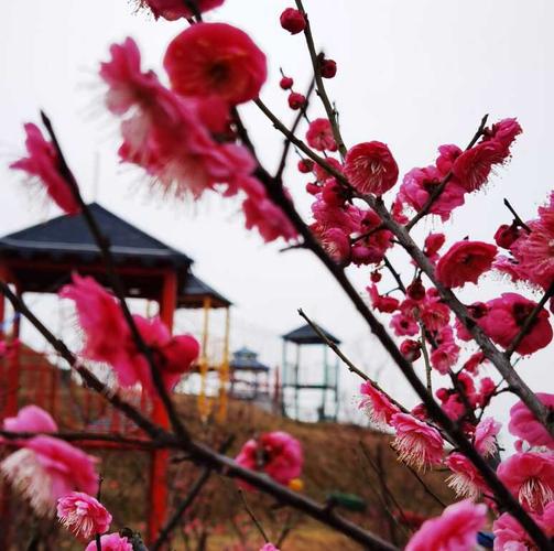 又到梅花盛开时 |衡阳县发现了一个宝藏打卡地-梅花乐园