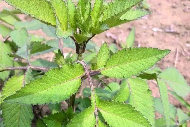 云南野菜好吃还不贵,1元一大捆,你吃过哪些呢?