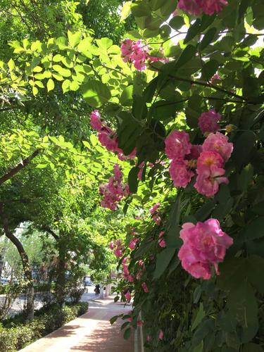 出门办事,选一条花荫满满,曲径幽幽的小径,让心底的浮躁回归沉静.