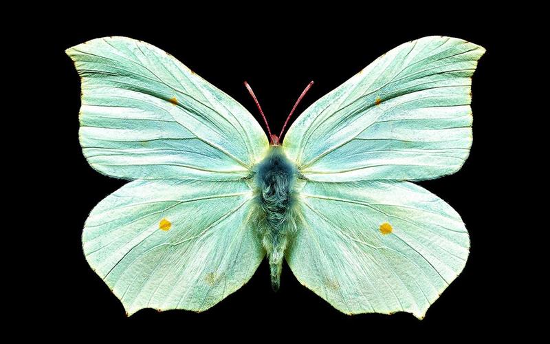 梦幻美丽蝴蝶壁纸_超好看唯美蝴蝶