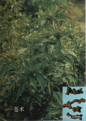 中药材北苍术走势平稳,收益高,因周期长,投入较高,可适当种植发展