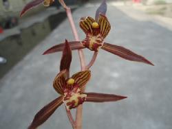 带1花~黄金宇宙殿