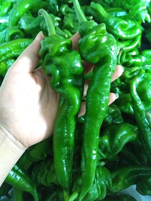 同乐23188螺丝椒龙椒辣椒种子