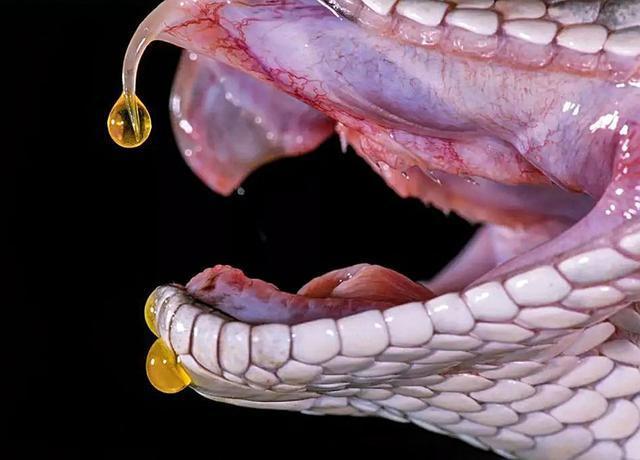 中国最毒的蛇是什么毒蛇?毒性在全球毒蛇中排第几位?