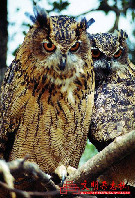 悄无声息的致命攻击