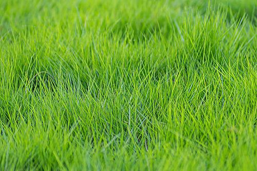 草地草坪_全景网