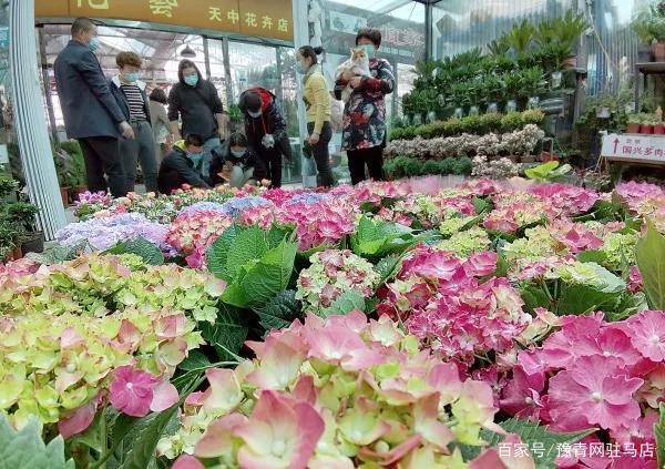 河南驻马店:花卉市场满目春色