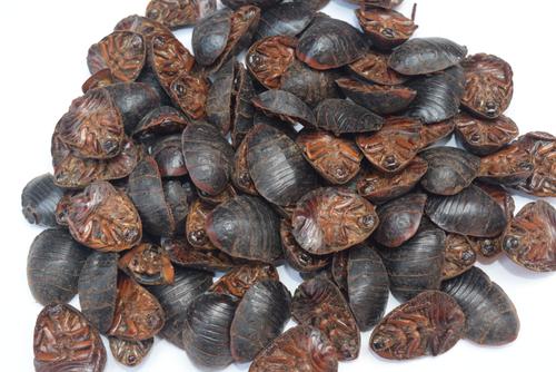 土鳖虫 8筛 河南