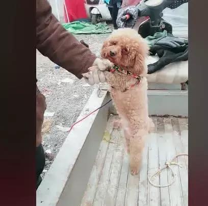 泰迪被卖给狗肉店, 它紧紧抓着主人的手不让走: 你走我就遭殃了