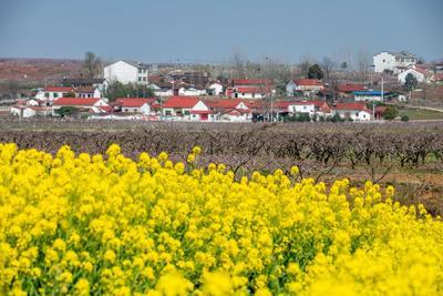 2021年3月3日,湖北省枣阳市平林镇宋集村连片桃花迎春绽放,吸引游人前