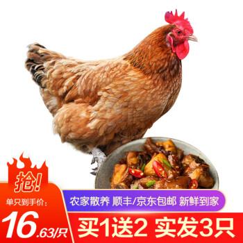 芮瑞农家散养三黄鸡土鸡嫩鸡肉童子鸡走地鸡年货节新鲜杀后净重700g整