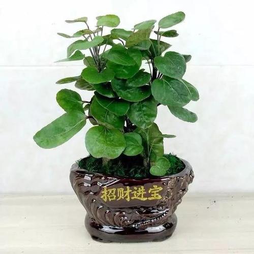 植物金钱兜养殖方法