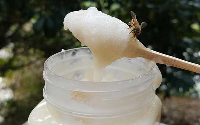 鸭脚木蜜的作用与功效及食用方法