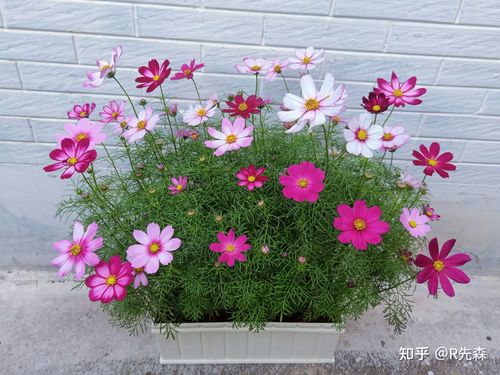 波斯菊怎么种植