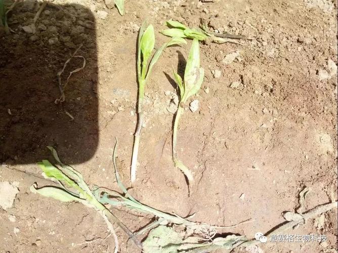 【动态】辣椒幼苗茎中部萎蔫缢缩怎么办?意赛格生物小