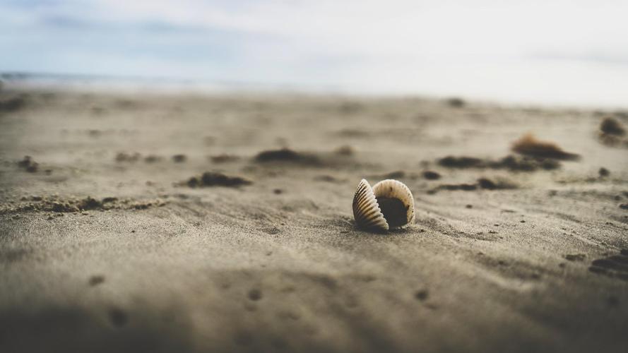 优美的沙滩上贝壳与海螺风景意境