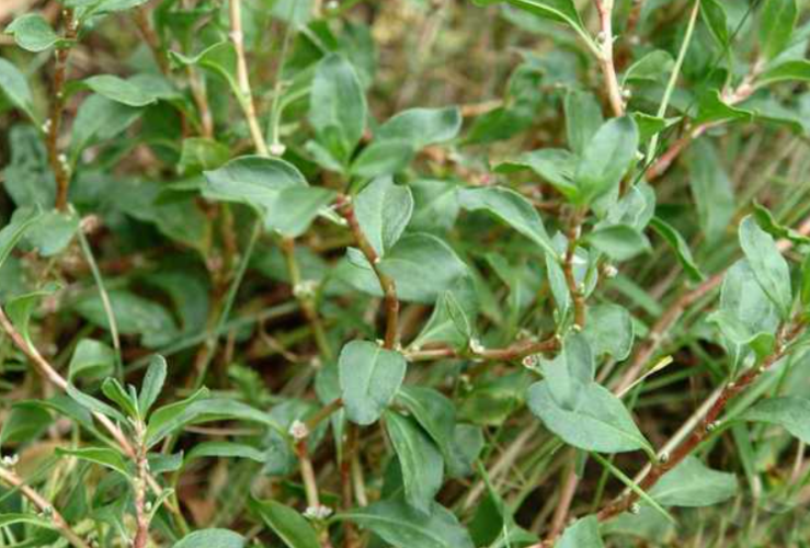 扁蓄:其貌不扬却功效奇佳