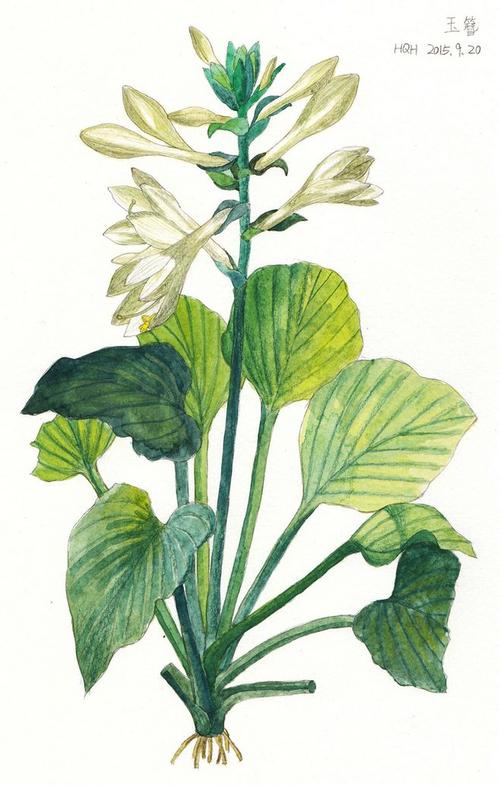 玉簪-hqh_水彩,手绘,hqh,临摹_涂鸦王国插画