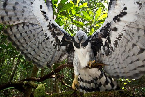 影片中出现的南美角鹰