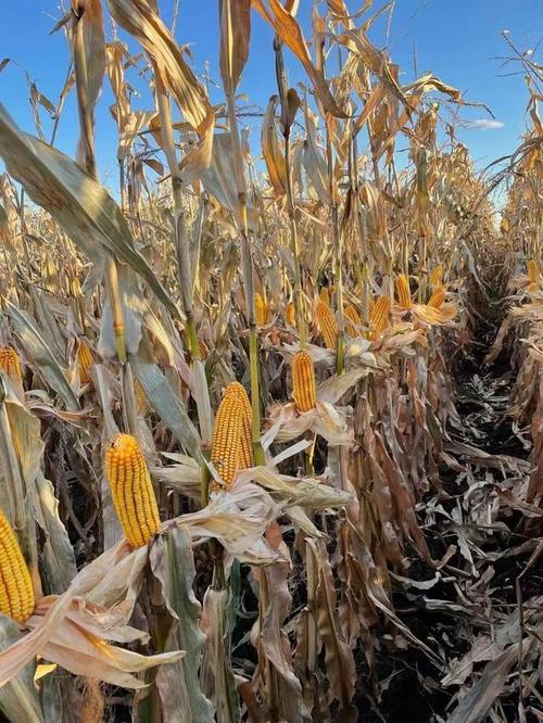 收获农作物超亿亩!黑龙江省秋收过半