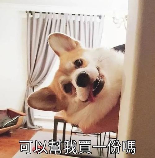 表情包 | 狗狗 萌宠沙雕系列