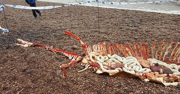 英尼斯湖边惊现神秘残骸 网友:脱欧把水怪都气死了(组图)