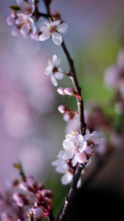 樱桃花,粉红色的花瓣,春天 - 1080x1920 iphone 6 (6s) plus 壁纸下载