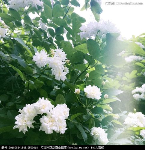 [正版商业] 木香花