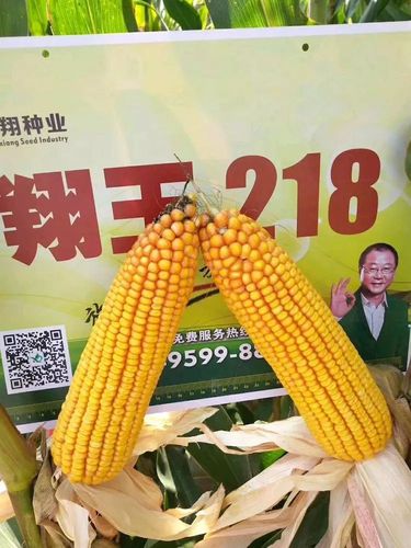 翔玉218——(徐州,邳州,台儿庄)站