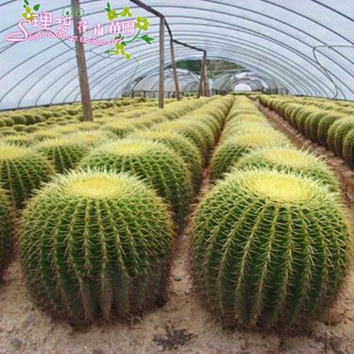 超大金琥仙人球盆栽 新房适用净化空气 桌面盆栽防辐射盆栽