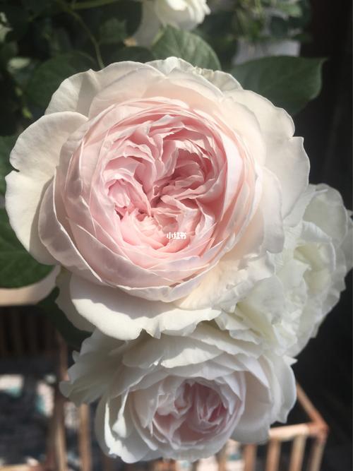 克里斯蒂娜公爵夫人_christy怎么样_月季_家居家装