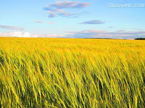 庄稼地图片
