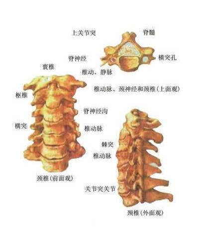 关于颈椎病 有史以来最全的介绍