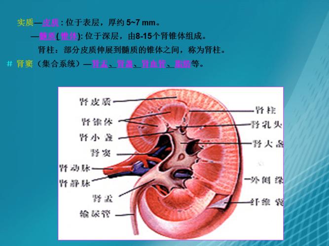 《肾脏标准切面》ppt课件