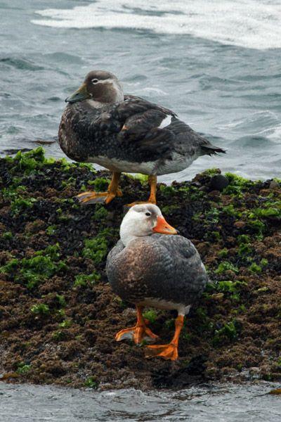 雁形目·鸭科·船鸭属:白头船鸭