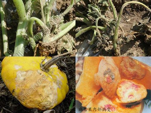 南瓜枯萎病
