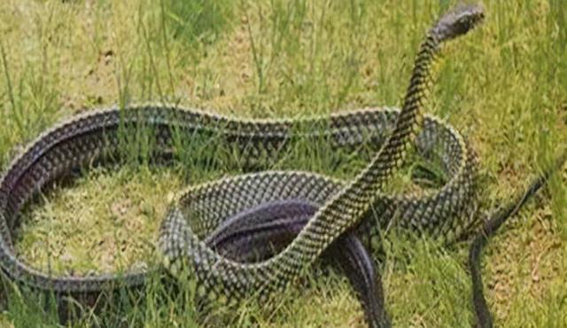 世界上最大的乌梢蛇