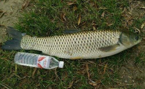 早春钓草鱼饵料配方,用一次最高能钓获50斤草鱼!