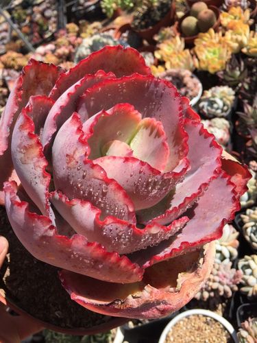 蓝色妖姬又叫法国皇后老桩多肉植物包菜三仙之一多肉植物