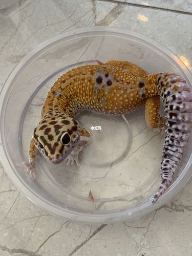 大眼橘子92_橘子_豹纹_豹纹守宫_宠物_宠物其他