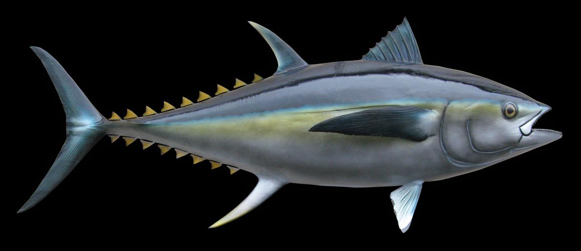 bluefin tuna fish mount