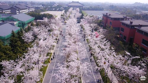 美爆了!空中俯瞰扬州樱花大道