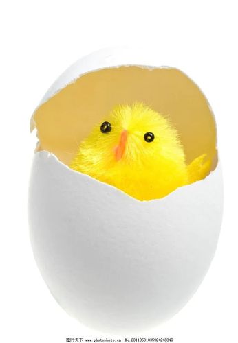 闫寺学区闫皋小学幼儿园大班主题活动——美工《破壳而出的小鸡》