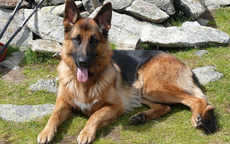 累了的德国牧羊犬壁纸768x1280分辨率查看